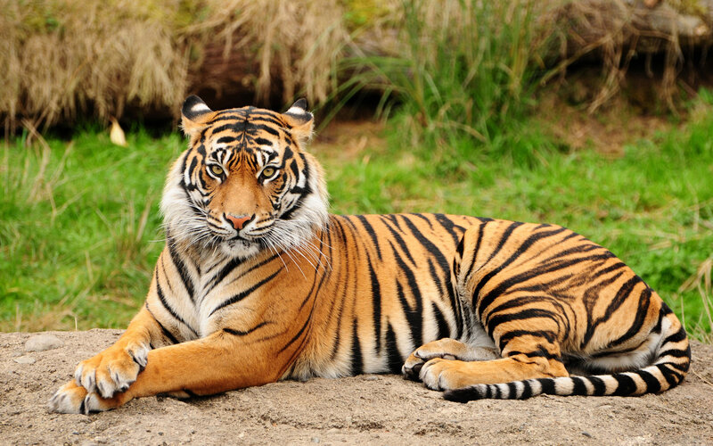 Tiger Lying on Ground — Orange, Calm, Afternoon, Photograph, Grass, Dirt