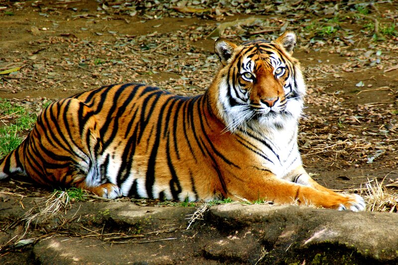 Tiger Lying on Ground — Orange, Calm, Afternoon, Photograph, Leaves