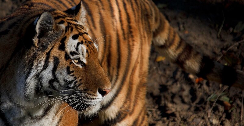 Tiger Lying on Ground — Orange, Calm, Afternoon, Photograph, Sunlight