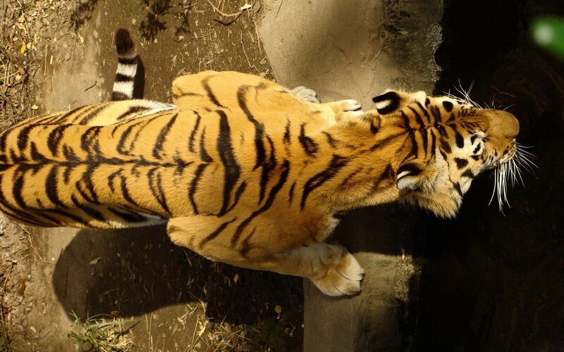 Tiger Lying on Ground — Orange, Calm, Afternoon, Photograph, Tail, Shadow