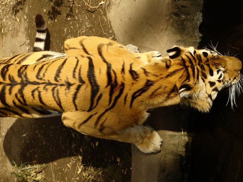 Tiger Lying on Ground — Orange, Calm, Afternoon, Photograph, Tail