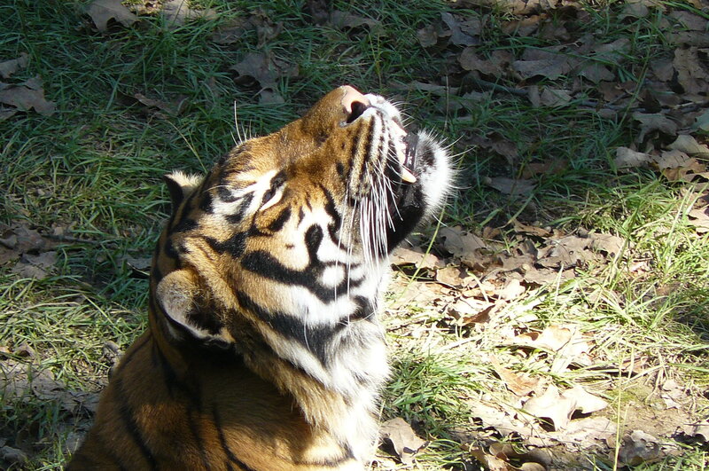 Tiger Lying on Ground — Orange, Calm, Afternoon, Photograph