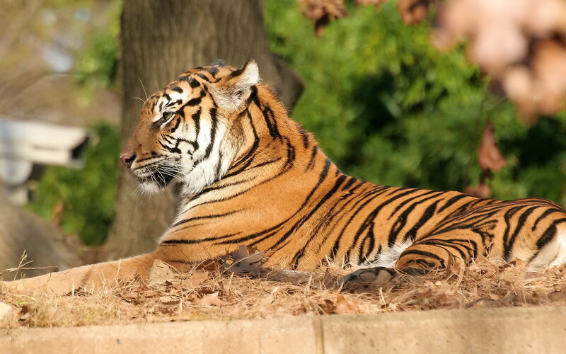 Tiger Lying on Ground — Orange, Calm, Afternoon, Photograph, Tree