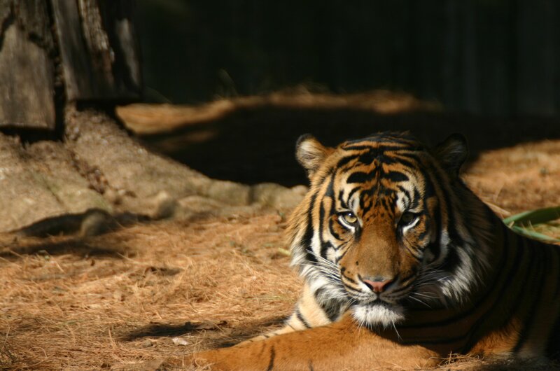 Tiger Lying on Ground — Orange, Calm, Afternoon, Photograph, Tree Trunk