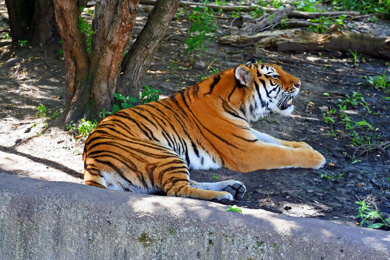 Tiger Lying on Ground — Orange, Calm, Afternoon