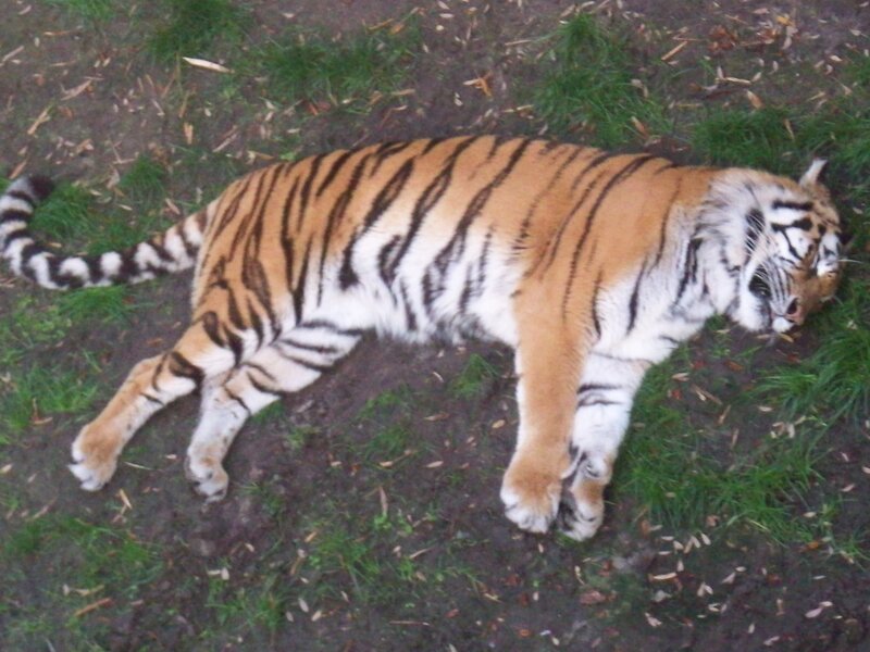 Tiger Lying on Ground — Orange, Calm, Photograph, Grass