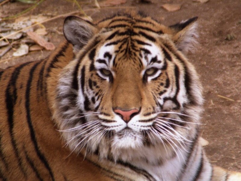 Tiger Lying on Ground — Orange, Calm, Photograph, Leaves, Black, White