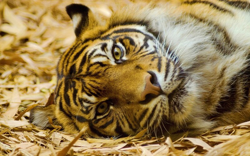 Tiger Lying on Ground — Orange, Calm, Photograph, Leaves