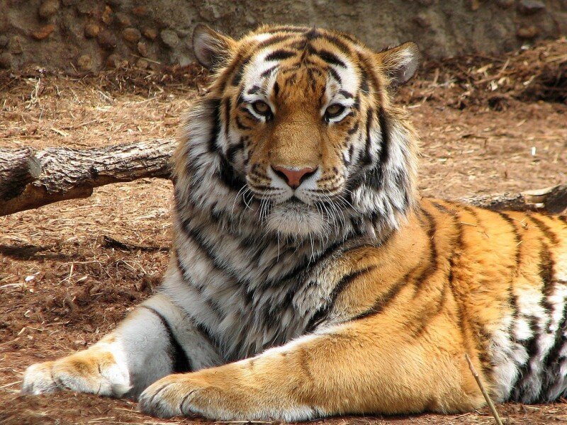 Tiger Lying on Ground — Orange, Calm, Photograph, Log, Dirt