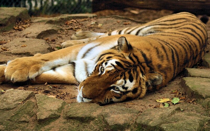 Tiger Lying on Ground — Orange, Calm, Photograph, Rocks
