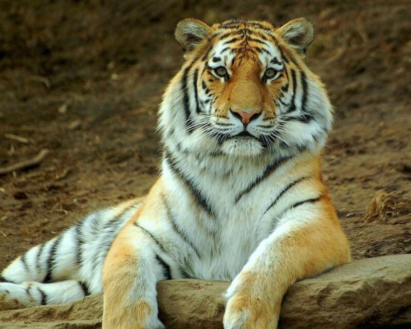 Tiger Lying on Ground — Orange, Calm, Photograph