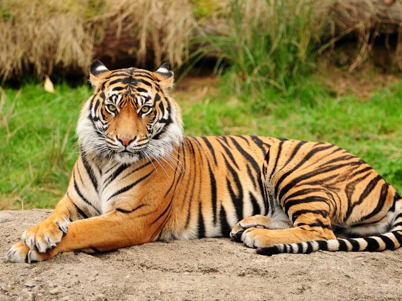 Tiger Lying on Ground — Orange, Calm