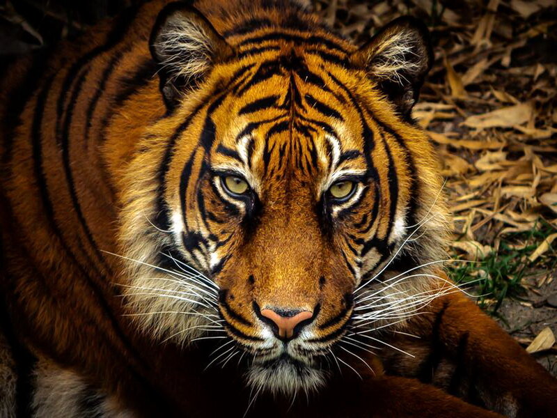 Tiger Lying on Ground — Orange, Intense