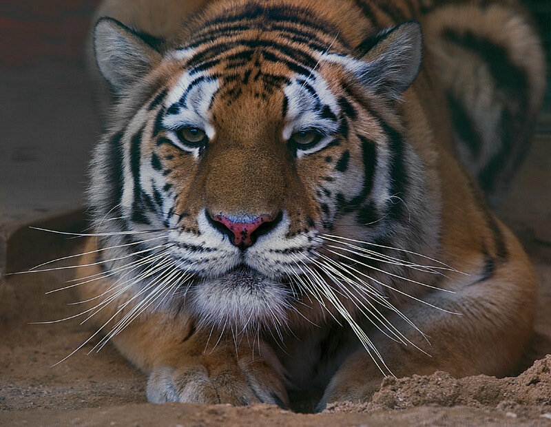 Tiger Lying on Ground — Orange
