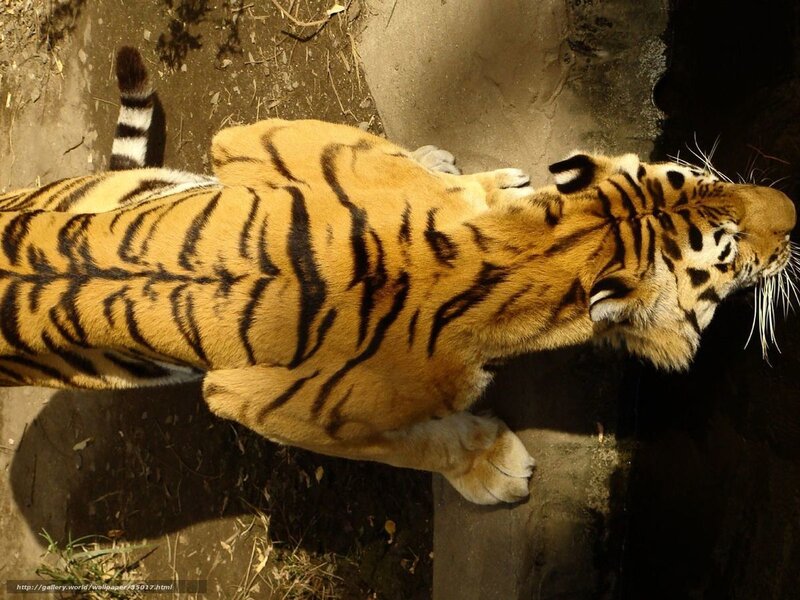 tiger lying on ground