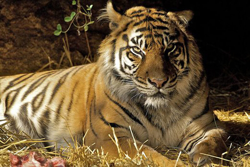 Tiger Lying on Hay — Orange