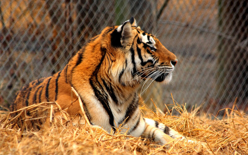 Tiger Lying on Hay