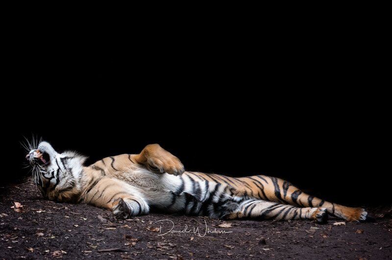Tiger Lying on Its Back — Black
