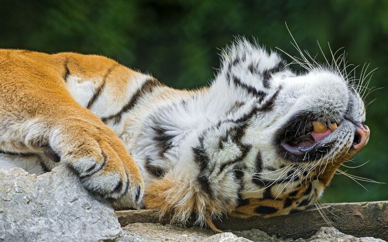 Tiger Lying on Its Back — Orange, Relaxed