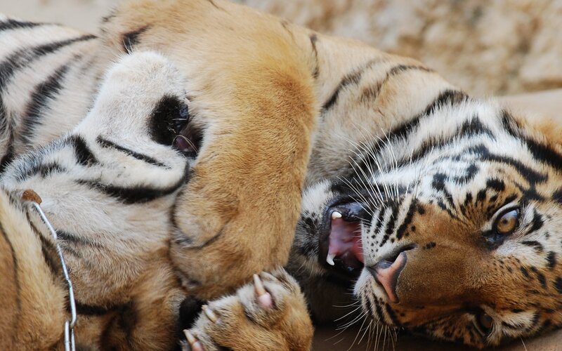 tiger lying on its back