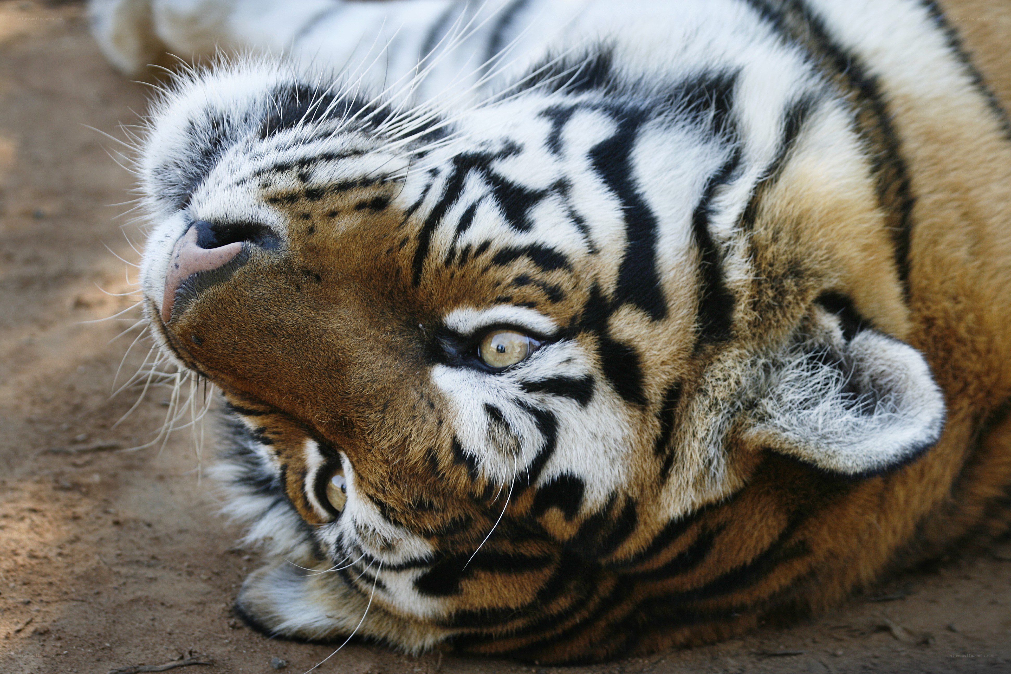 tiger lying on its side
