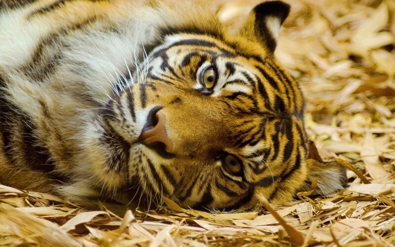 Tiger Lying on Leaves — Orange