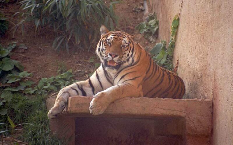 Tiger Lying on Ledge