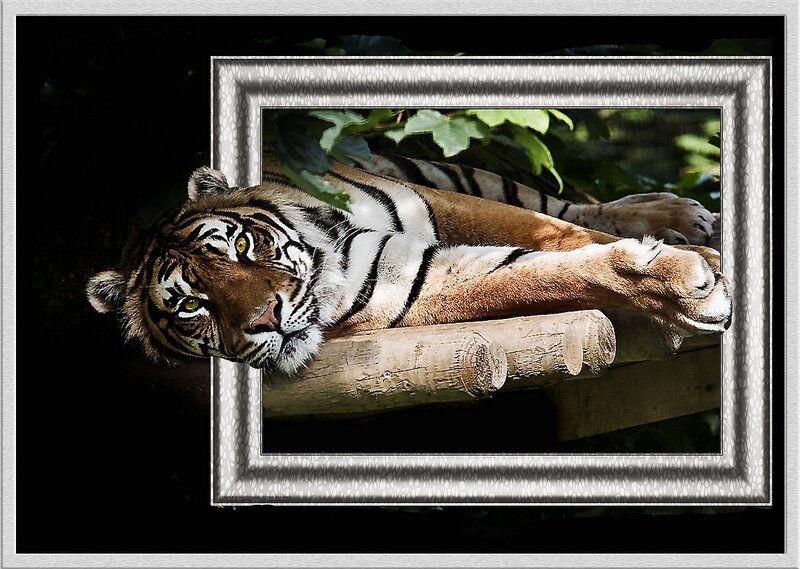Tiger Lying on Log — Brown