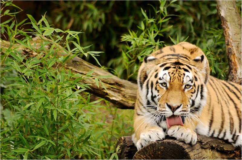 Tiger Lying on Log — Green