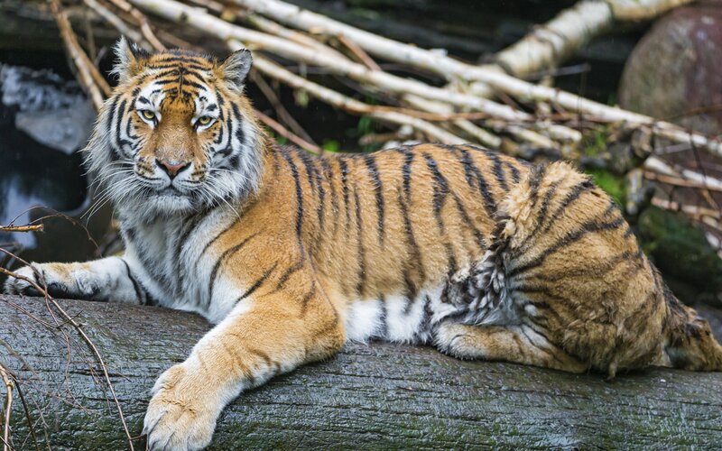 Tiger Lying on Log — Orange, Calm, Photograph
