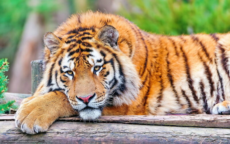 Tiger Lying on Log — Orange, Calm, Photograph, Tree