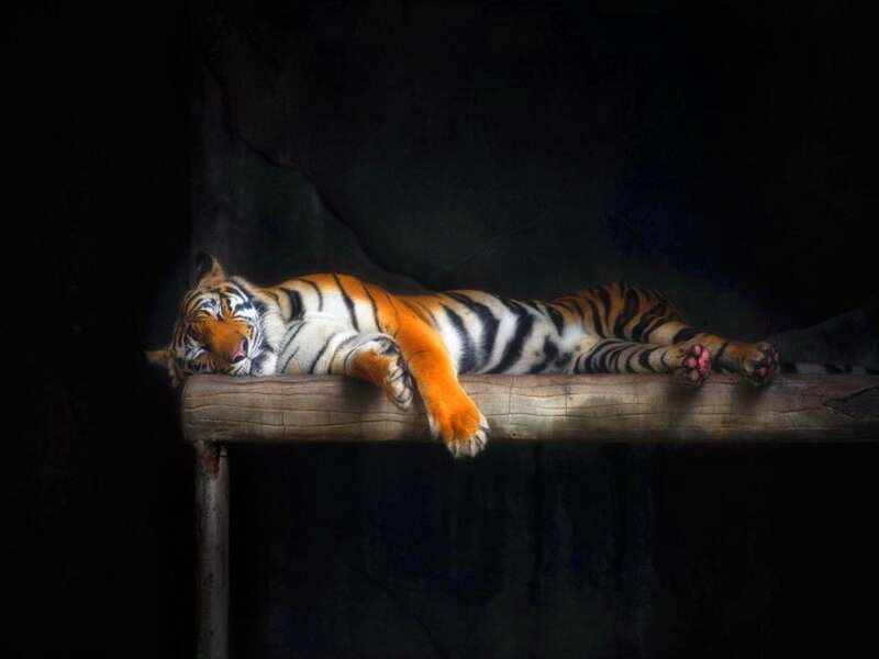 Tiger Lying on Log — Orange, Calm