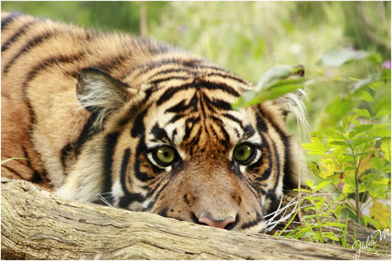 Tiger Lying on Log — Orange