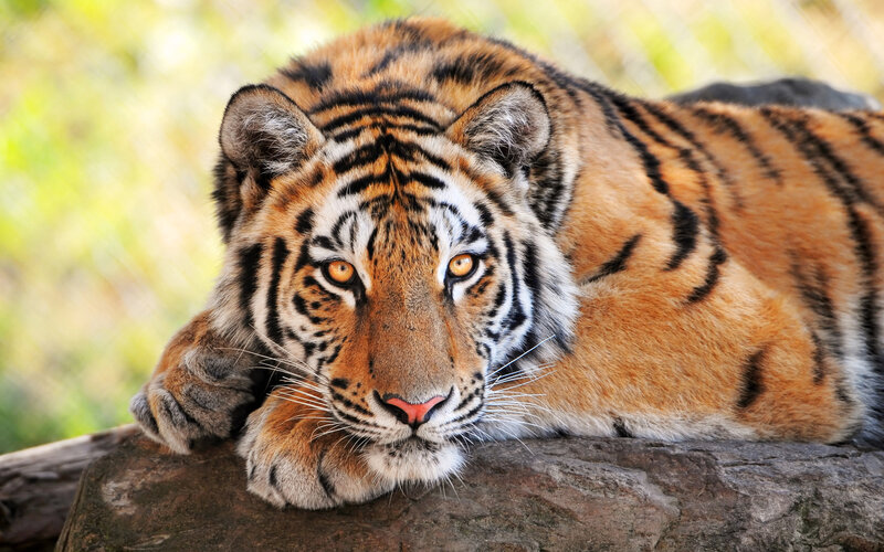 Tiger Lying on Log