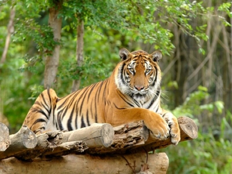 Tiger Lying on Logs