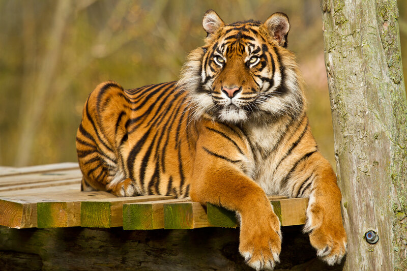 Tiger Lying on Platform — Orange, Calm