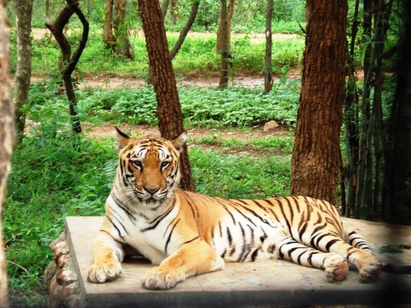 Tiger Lying on Platform