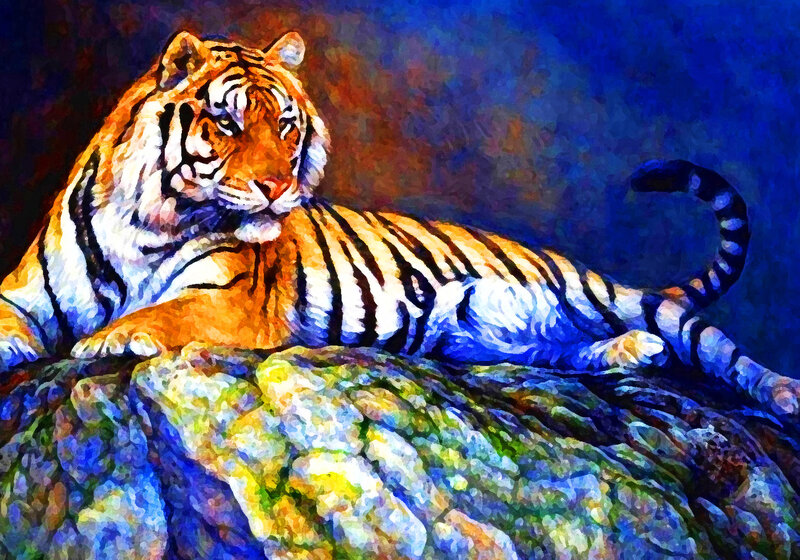 Tiger Lying on Rock — Blue