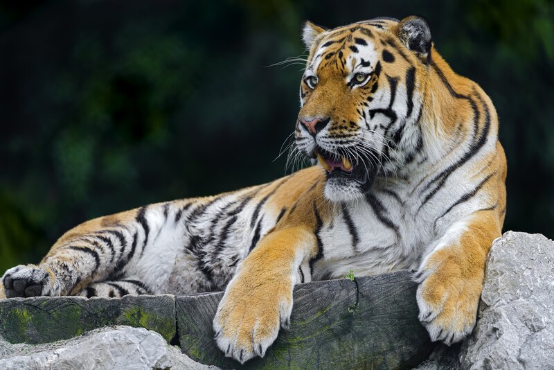 Tiger Lying on Rock — Orange, Alert, Photograph, Tree Trunk