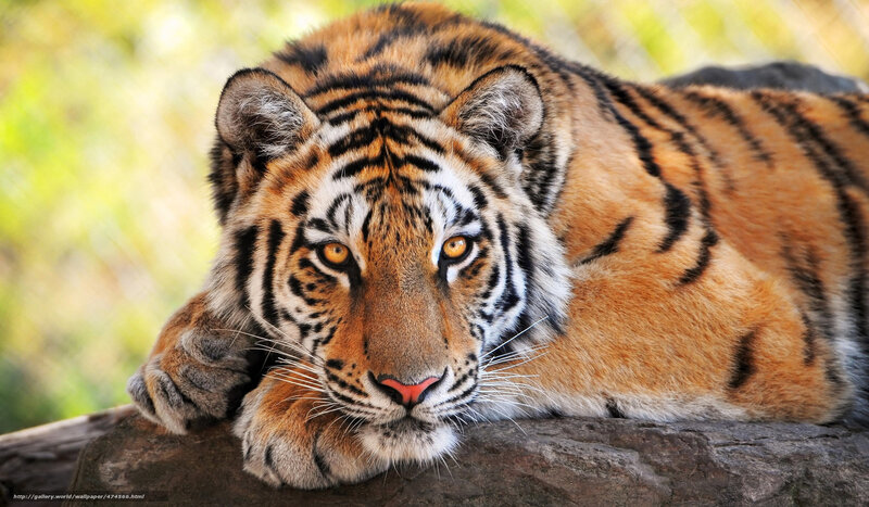 Tiger Lying on Rock — Orange, Calm, Afternoon, Photograph, Forest, Black, White