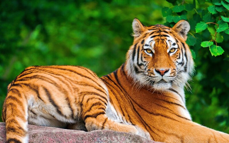 Tiger Lying on Rock — Orange, Calm, Afternoon, Photograph, Leaves