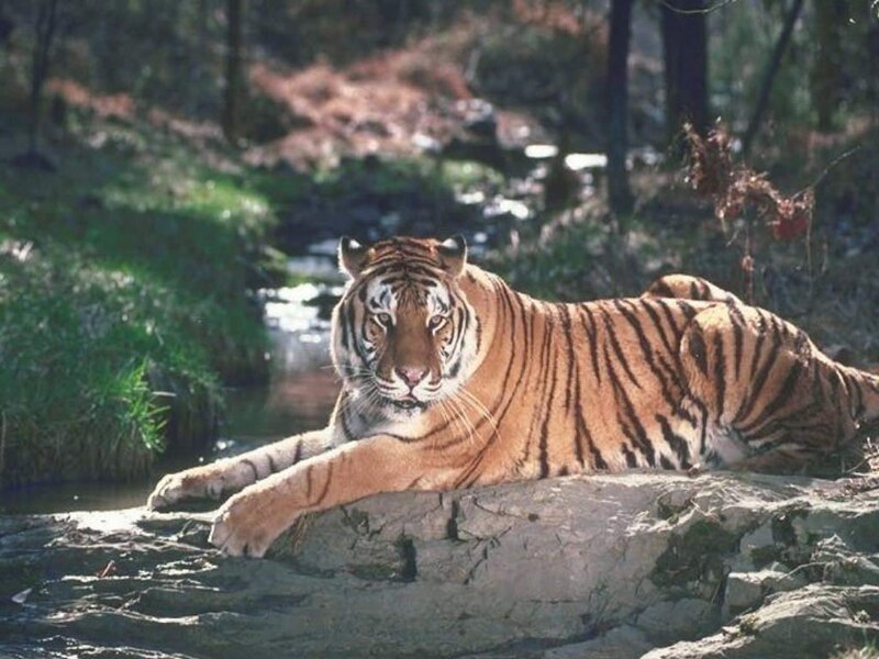 Tiger Lying on Rock — Orange, Calm, Afternoon, Photograph, Stream