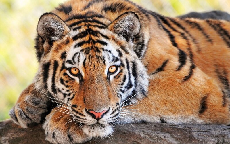 Tiger Lying on Rock — Orange, Calm, Afternoon, Photograph