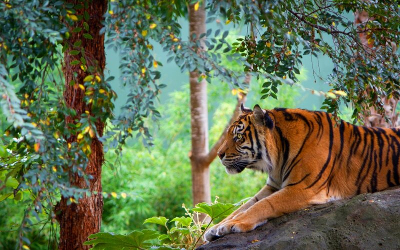 Tiger Lying on Rock — Orange, Calm, Afternoon, Photograph, Tree, Leaves