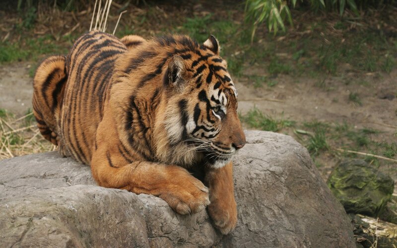 Tiger Lying on Rock — Orange, Calm, Photograph, Grass