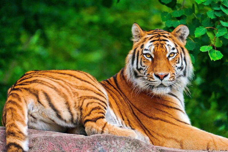 Tiger Lying on Rock — Orange, Calm, Photograph, Leaves, Black, Green