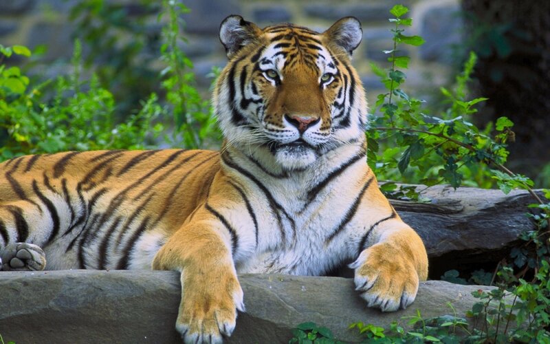 Tiger Lying on Rock — Orange, Calm, Photograph, Plants