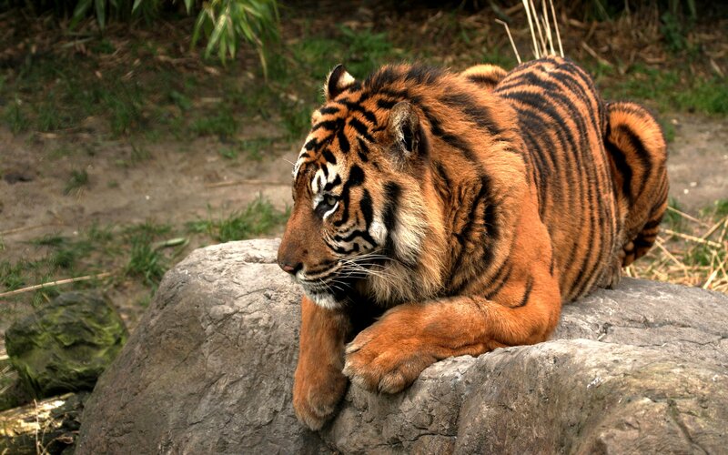 Tiger Lying on Rock — Orange, Calm, Photograph