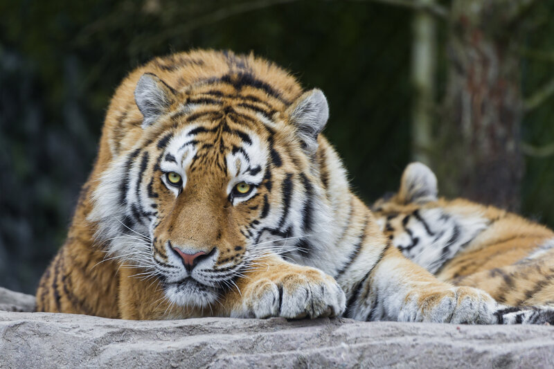Tiger Lying on Rock — Orange, Calm, Photograph, Trees