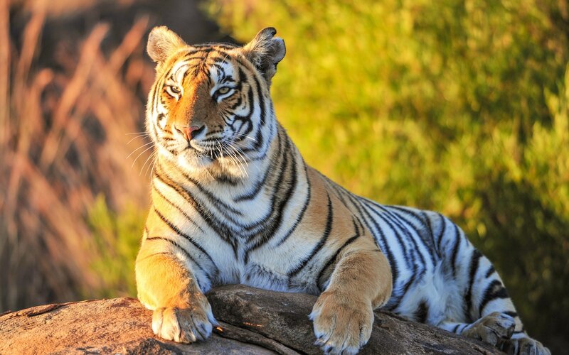 Tiger Lying on Rock — Orange, Calm, Sunset, Photograph